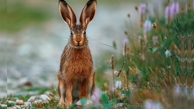 ОТВЕТЫ ДЛЯ ПОЧЕМУЧЕК:Зачем Зайцу Длинные Уши ? смотреть онлайн