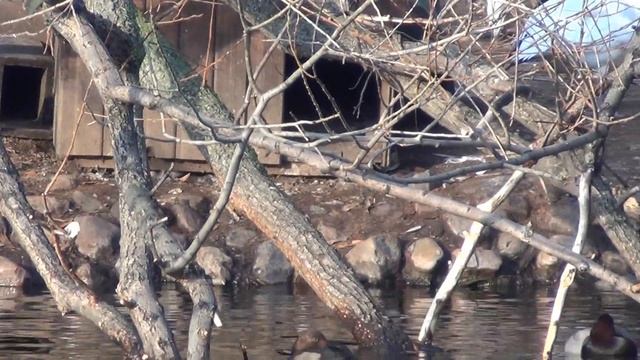 Птицы в городе. Московский зоопарк. смотреть онлайн