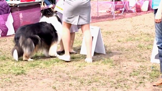 Моно колли, г. Пермь 04.06.2016. Суки, выбор ЛС смотреть онлайн