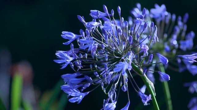 Полевые цветы. смотреть онлайн