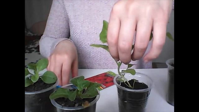 ОБЯЗАТЕЛЬНО СДЕЛАЙ ЭТО С САЛЬВИЕЙ!!! И ПЕТУНИЕЙ!!! смотреть онлайн