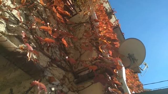 Дикий или Девичий виноград. смотреть онлайн
