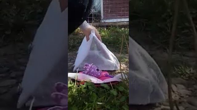 Обзор на палатку для глазастиков смотреть онлайн