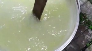 Тля на розах .Обработка роз от тли.