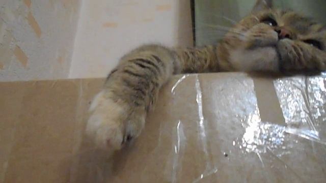 Я ни химера, ни красотка! Я  грациозна, величава, с туманным взглядом свысока:) Кошка Ромашка.