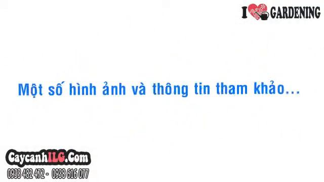 Mua Bán Cây Ngọc Minh Châu смотреть онлайн