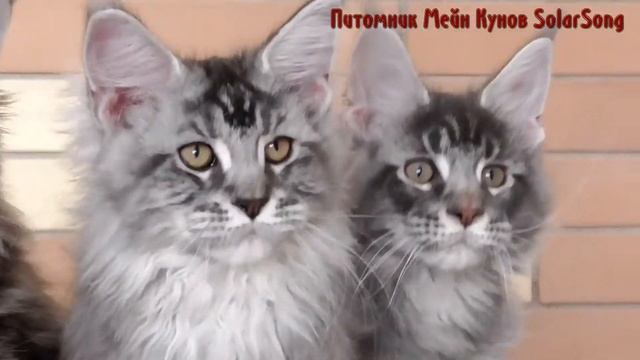 Котята Мейн Кун 5.01.17. 3.5 месяца смотреть онлайн