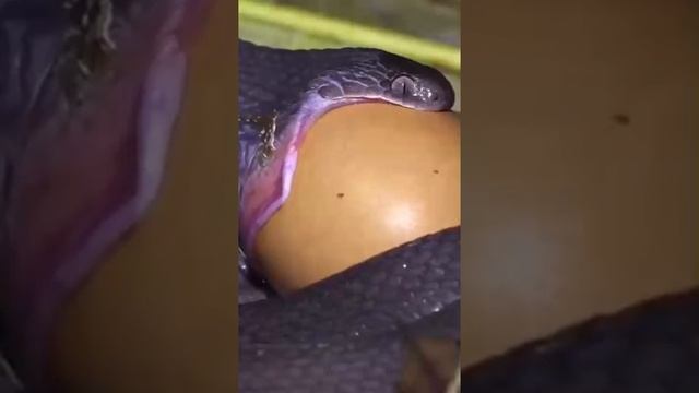 Змея заглатывает добычу / Snake eats egg смотреть онлайн