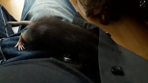 Крыса нападает на человека