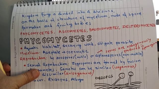 किंगडम फंजाई 11 Biology #fungi #Ascomycetes, #Basidiomycetes смотреть онлайн