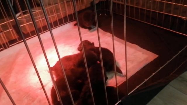 Щенкам шипперке две недели, активно ползают, опасность смотреть онлайн