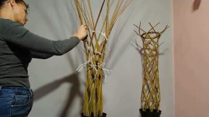 Мастер-класс по посадке и формированию плетеного дерева из ивового прута