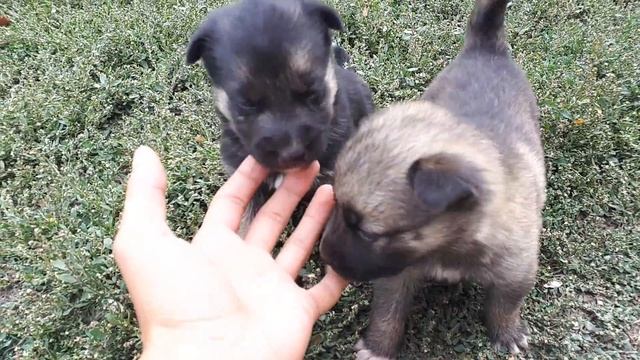 Щенки Немецкий овчарки 20 дней