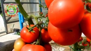 Томат Белфорт F1 - супер томат, чудо в теплице. Высокоурожайный, высокорослый, самый сладкий