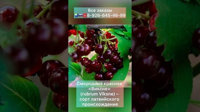 Смородина красная «Виксне» (Ribes rubrum Vīksne) – сорт латвийского происхождения, цвет ягод гранат смотреть онлайн