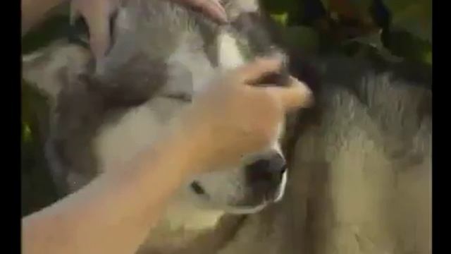УХОД ЗА ШЕРСТЬЮ СОБАК смотреть онлайн