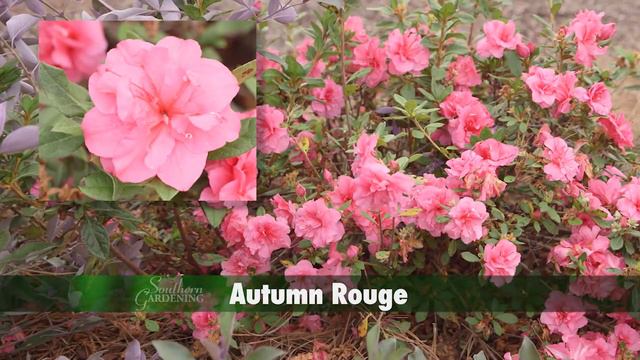 Azaleas to Camellias смотреть онлайн