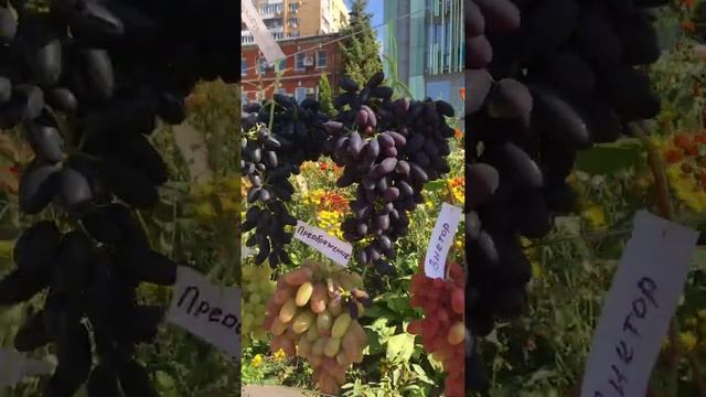 Северный виноград! Фантастически вкусный и очень полезный! смотреть онлайн