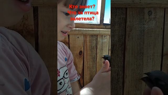 Что за птица залетела на балкон? Кто знает? смотреть онлайн