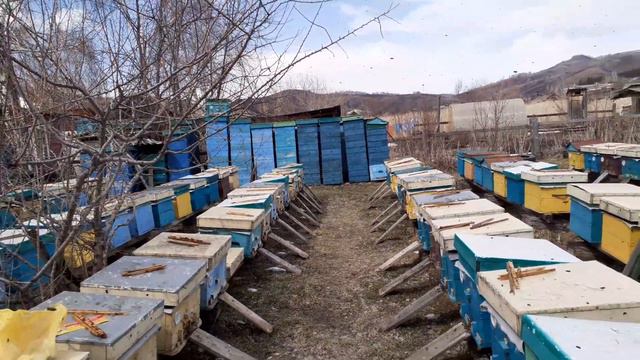 24 апреля. Пришло тепло после 20°морозов.Обработал домашнюю пасеку от клеща. смотреть онлайн