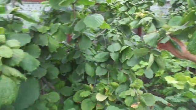 Еще +1,5 по Цельсию и планета слетит с "катушек". Что делать? смотреть онлайн
