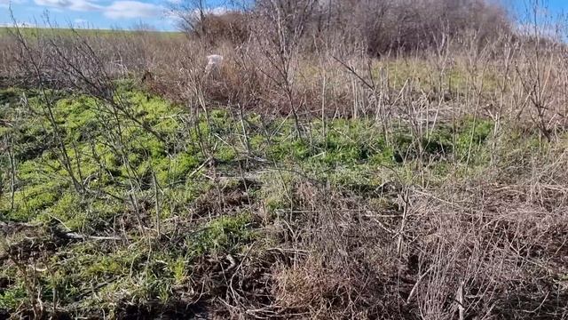 Де узяти найкращий грунт для розсади та квітів смотреть онлайн