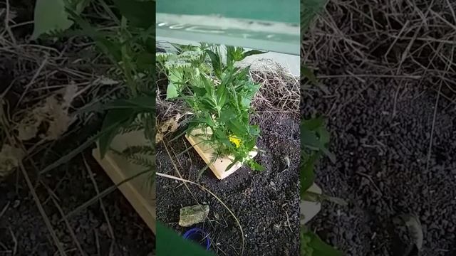 Интересный кузнечик,который похож чем то на богомола! смотреть онлайн