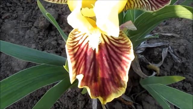 Sass With Class, Black’89. Сасс Віз Класс. Карликовий ірис. смотреть онлайн