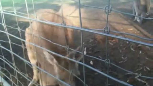 Кенгуру с кенгуренком в кармане