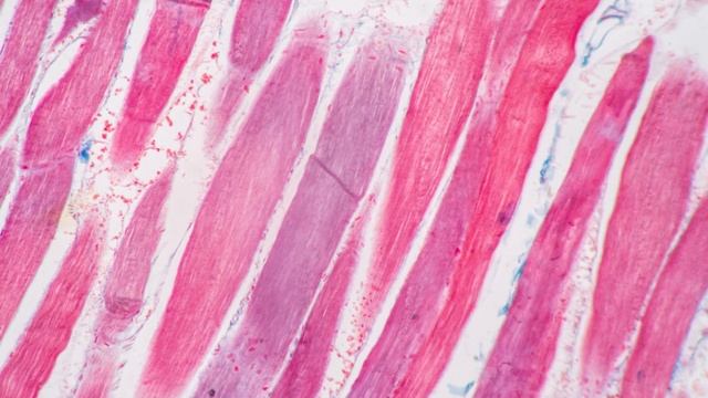 Наглядная биология #24 Ткани человека и животных (Tissue). Устройство человека под микроскопом смотреть онлайн