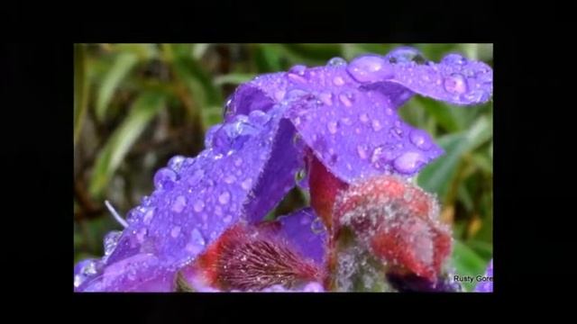 Nikon D 5000 / Anamoto Slide Show смотреть онлайн