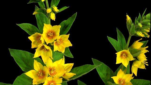 Goldfelberich (Lysimachia punctata, trilingual) смотреть онлайн