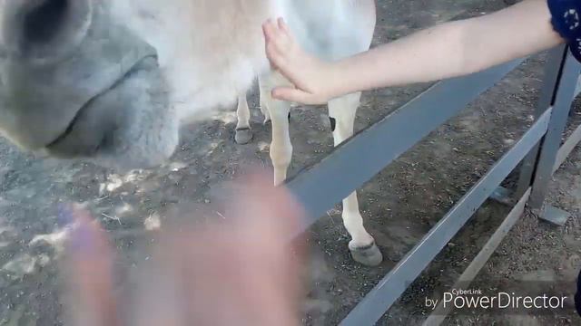 VLOG: Едем в зоопарк// гуляем, покупаем ниндзя слаймы смотреть онлайн