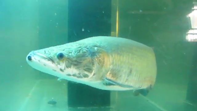 arapaima gigas (World Largest Fresh Water Fish) смотреть онлайн