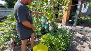 Обзор сорта винограда Преображение!