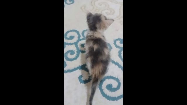 ТРОГАТЕЛЬНАЯ?! ИСТОРИЯ?️!! ПРО. МОЕГО КОТЁНКА?????!!!! смотреть онлайн