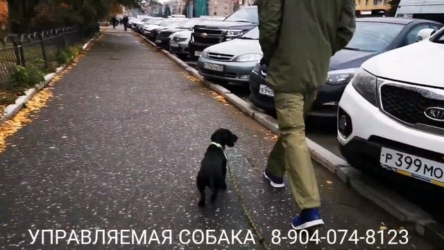 Дрессировка таксы. Послушание и управляемость без поводка в условиях города смотреть онлайн