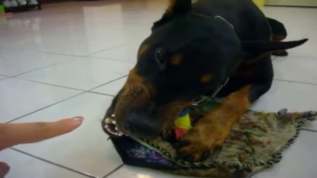 Angry and aggressive Dogs-Злые и агрессивные собаки подборка смотреть онлайн