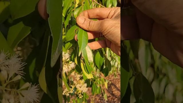 Syzygium zeylanica? смотреть онлайн