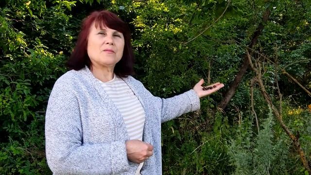 Дикая черешня или деревья великаны смотреть онлайн