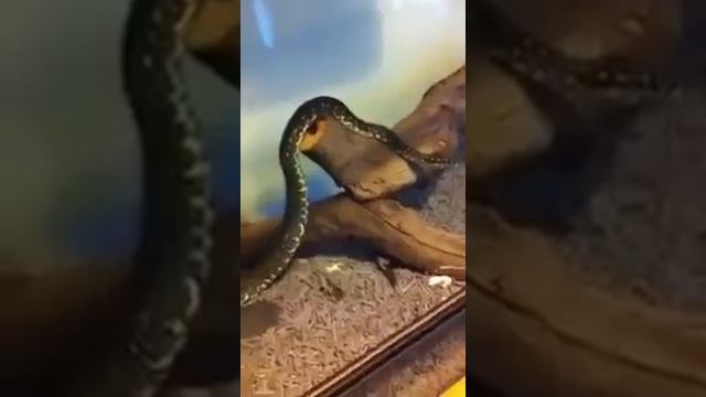 Diamond python shedding смотреть онлайн
