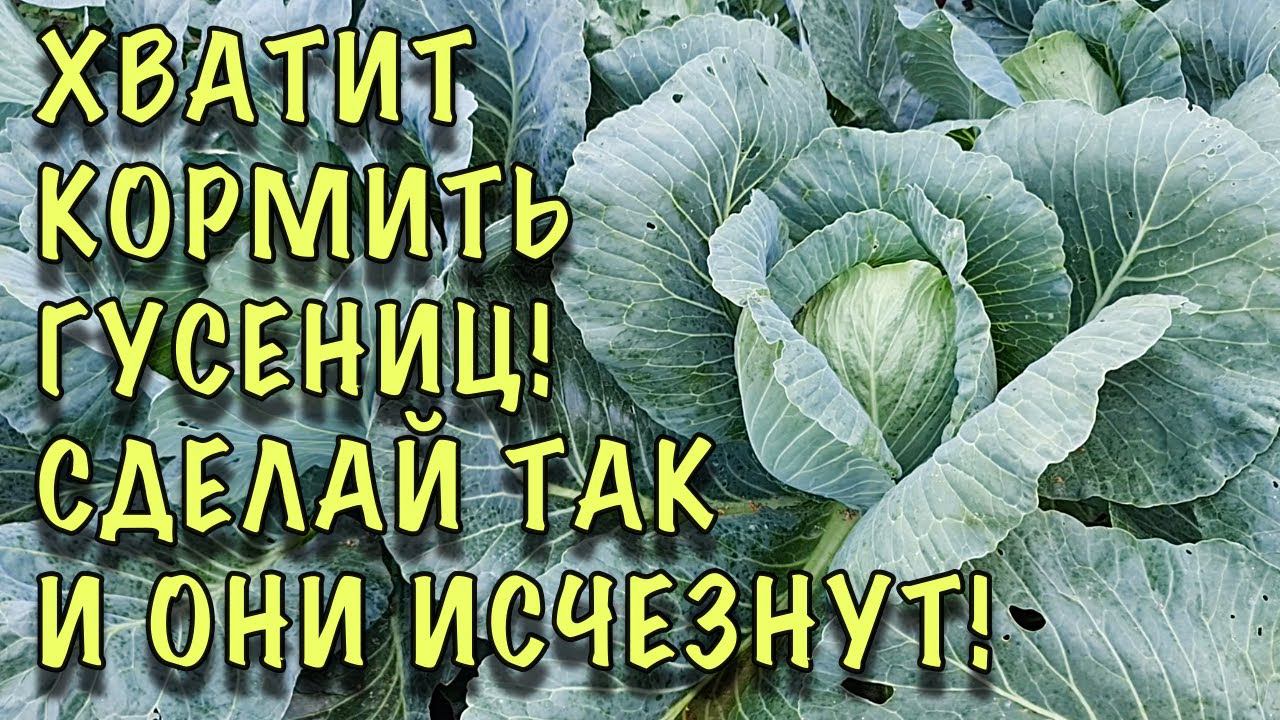 Надоели ВРЕДИТЕЛИ на КАПУСТЕ? Сделайте ТАК и ОНИ ИСЧЕЗНУТ МОМЕНТАЛЬНО! смотреть онлайн