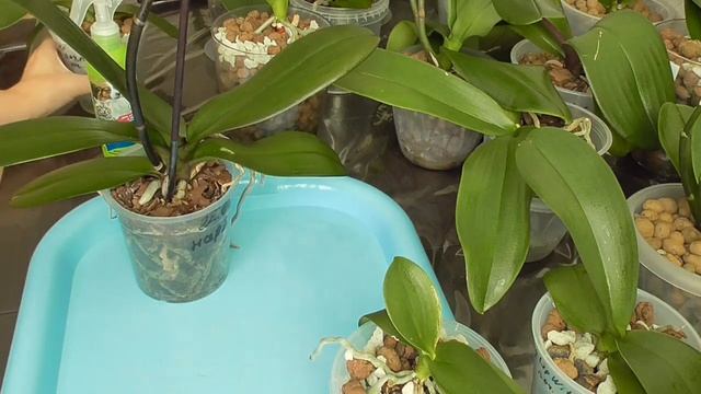 Орхидею ест клещ. Нужна скорая помощь!!!!!! смотреть онлайн