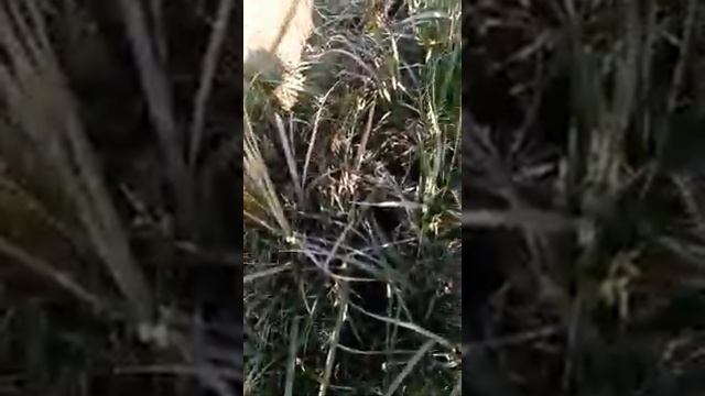 Волкодав и его Функции. смотреть онлайн