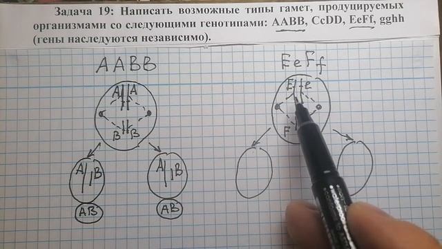 Дигибридное скрещивание 1: определение типов гамет по генотипу родителя смотреть онлайн