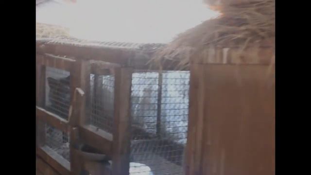 Ограбление лисиц смотреть онлайн