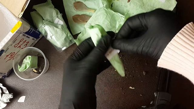 Суккуленты бывают такие разные! Моя вторая посылка от Петра Лапшина. смотреть онлайн