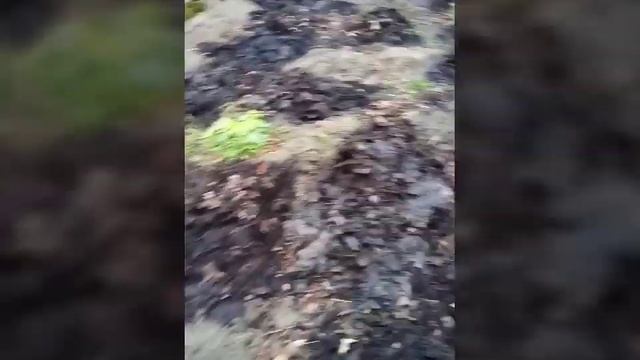 КОМПОСТ готовим весело и со знанием дела! Органическое удобрение. Почва. Земля. Вся сила в навозе!. смотреть онлайн