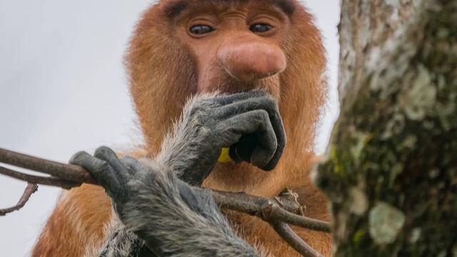 Для чего обезьянке такой НОС?! Смешные обезьянки острова Борнео! Носач смотреть онлайн