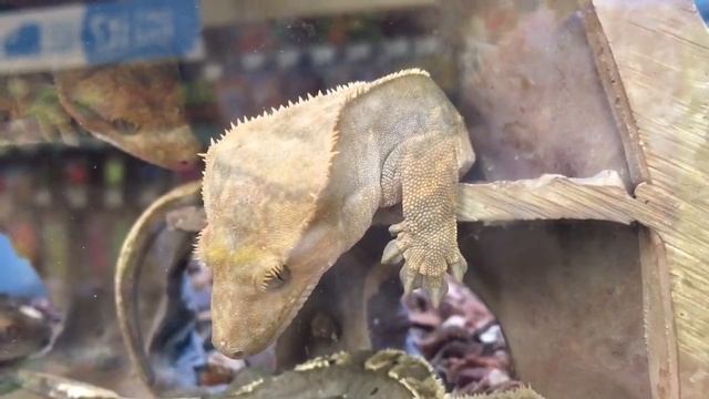 PK Talks Large Ball Python and dog food смотреть онлайн